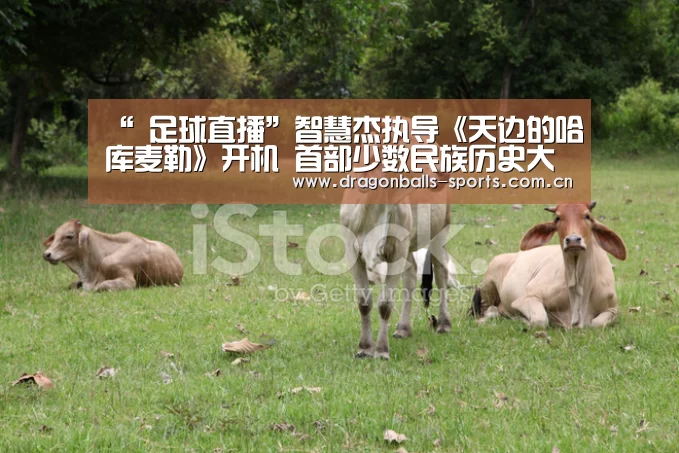  篮球直播